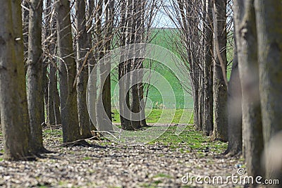 Forest trees tunel Stock Photo