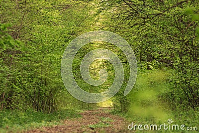 Forest tunel Stock Photo