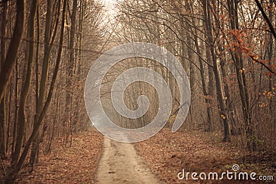Forest tunel Stock Photo