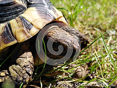 Forest turtle - Hermann's tortoise(Testudo hermanni boettgeri). Closeup head and shield. Stock Photo
