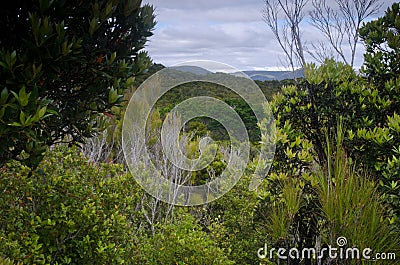 Forest in Ulva Island. Stock Photo