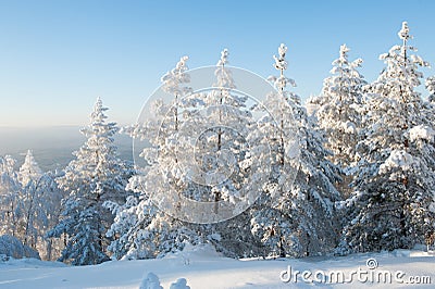 Forest under heavy snow Stock Photo