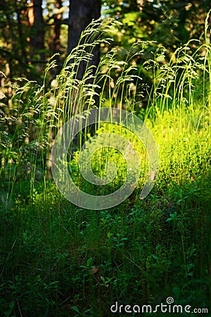 Forest undergrowth vegetation. Grass growing on herbaceous layer of understory or underbrush on forest glade. Stock Photo