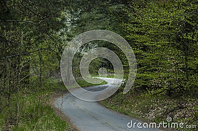 Forest and various trees with new leaf, blossom and road in springtime at Plana mountain Stock Photo