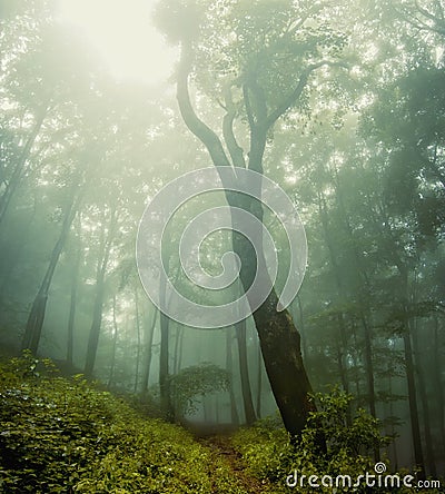 Forest vegetation around a huge old tree Stock Photo