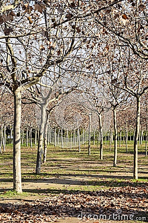 Trees planted in a row. Stock Photo