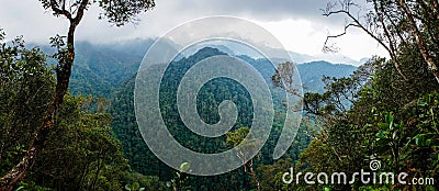 Forest view in PANACAM National Park in Honduras. Stock Photo