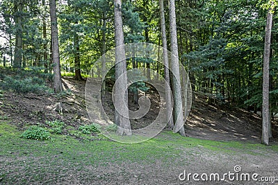 Forest view of a small hill with different kind of trees Stock Photo