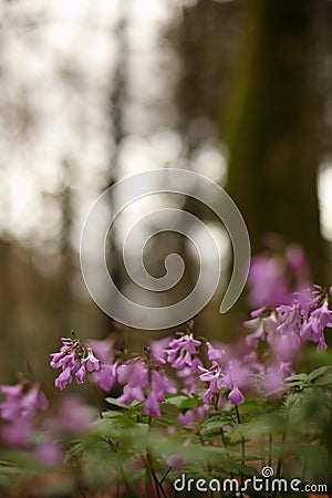 forest violets on the background of yew-boxwood forest Stock Photo