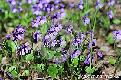Forest violets spring primrose Stock Photo