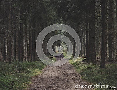 Forest walk through tall straight pine trees Stock Photo