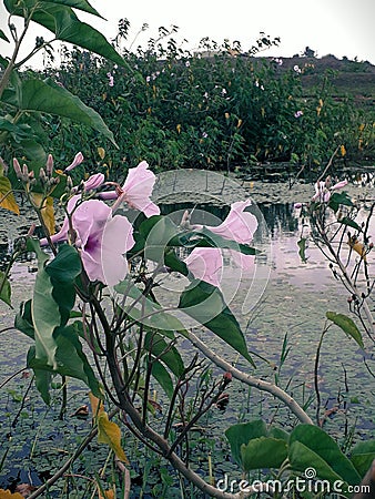 Forest water flowers photo point Stock Photo