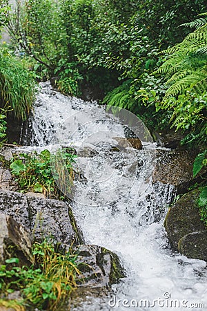 Forest waterfall on the whole frame Stock Photo