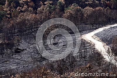 Forest Wild Fire Stock Photo