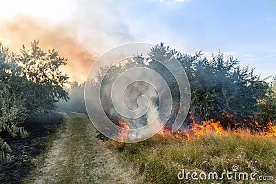 Forest wildfire. Burning field of dry grass and trees. Heavy smoke against blue sky. Wild fire due to hot windy weather Stock Photo