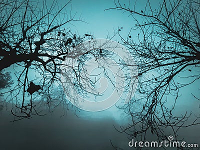 Forest wildlife photography background wallpaper haunted dangerous trees nature Stock Photo
