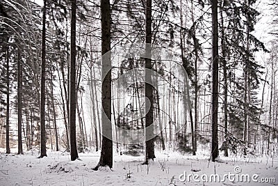 Forest on windy winter day Stock Photo