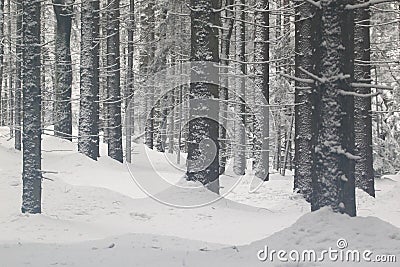 Forest in winter Stock Photo