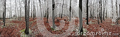 Forest winter 360 degrees panorama Stock Photo