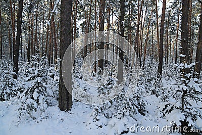 Forest winter. Stock Photo