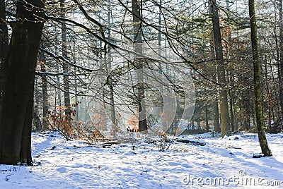 Forest in winter Stock Photo