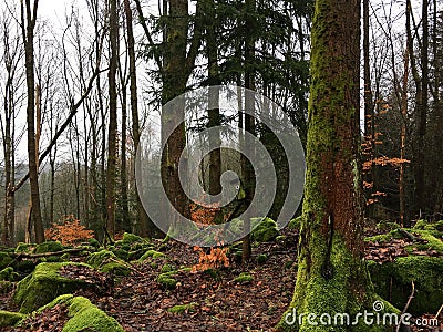 Forest in winter without snow Stock Photo