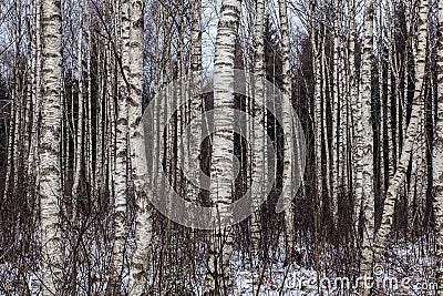 A lot of birch white trunks Stock Photo