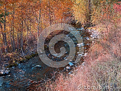 forest woods river creek stream red gold fall autumn changing colors leaves nature background Stock Photo