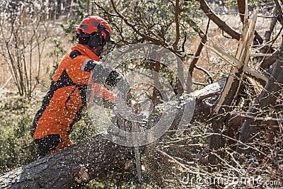 Forest worker cutting a tree with a chainsaw Editorial Stock Photo