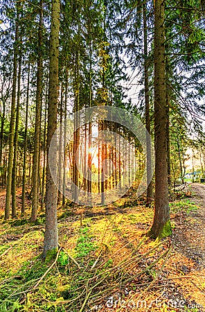 Forest wth pine trees in German Vulkaneifel in Gerolstein at sunrise Stock Photo