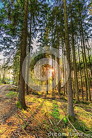 Forest wth pine trees Stock Photo