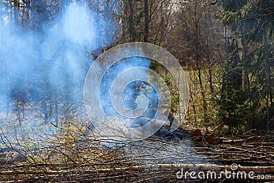 In the forest you can see smoke from the fire going from top to bottom Stock Photo