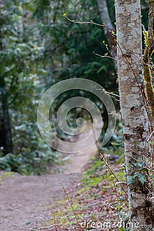 forested dirt path leading off into the distance Stock Photo