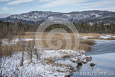 Forested hill with frozen reeds in swamp area with ice flÃ¤cje and reflection from sky Stock Photo