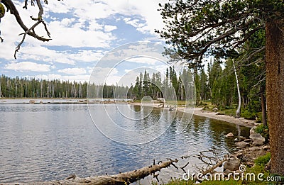 Forested lake shoreline Stock Photo