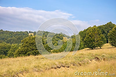 forested landscape of ukrainian mountains Stock Photo