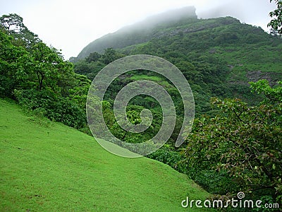 Forested mountainside Stock Photo