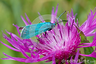 The Forester, butterfly Adscita statices Stock Photo
