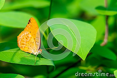 Forester butterfly perching on a leaf with antennae pointing out Stock Photo