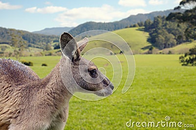 Forester Kangaroo Stock Photo