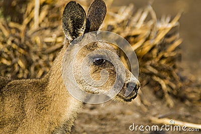 Forester Kangaroo, one of the biggest kangaroos. Stock Photo