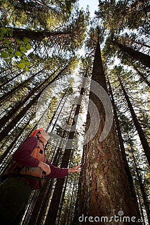 Forester in a Pacific Northwest Stock Photo