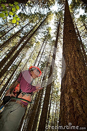 Forester in a Pacific Northwest Stock Photo