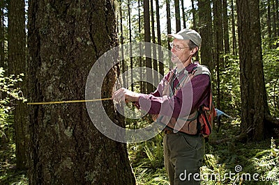 Forester in a Pacific Northwest Stock Photo