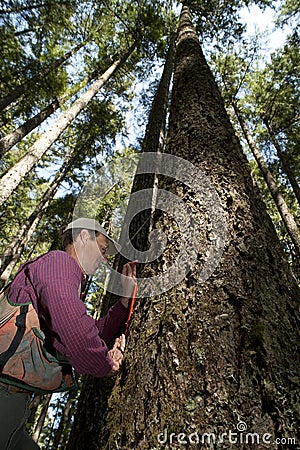 Forester in a Pacific Northwest Stock Photo