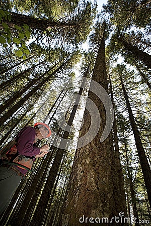 Forester in a Pacific Northwest Stock Photo