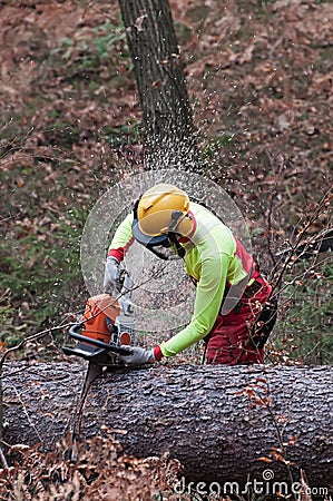 Forestry worker cutting large spruce tree trunk with his chainsaw Stock Photo