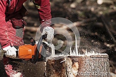 Forestry worker cutting the stump of a spruce tree with chainsaw Stock Photo