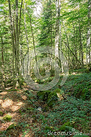 Forests in the Orlu National Wildlife Reserve, in AriÃ¨ge, the Maison des Loups in France Editorial Stock Photo