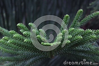 Forever green fir-tree in a winter garden Stock Photo